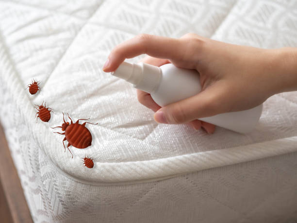Best Wasp Removal Services  in St Augustine South, FL