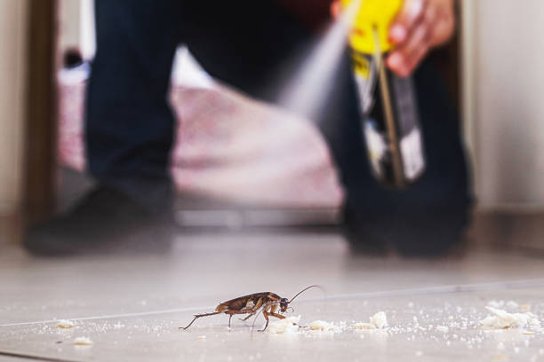 Best Termite Control Services  in St Augustine South, FL
