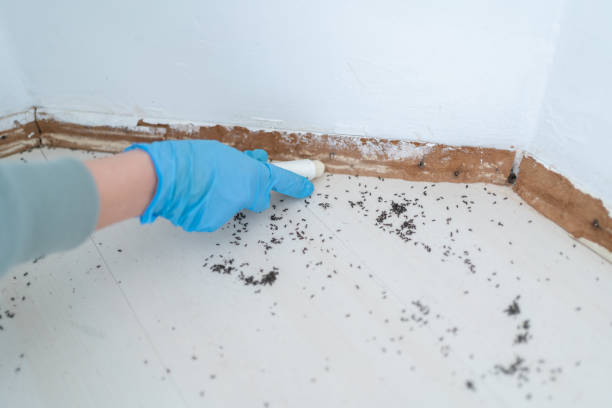 Best Commercial Pest Control Services  in St Augustine South, FL